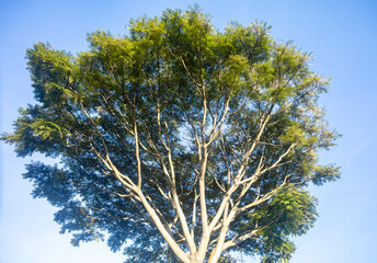 Special background with nature scenery, tree, flowers, flowers