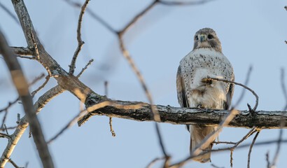Red-tailed hawk.