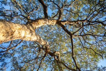 Special background with nature scenery, tree, flowers, flowers