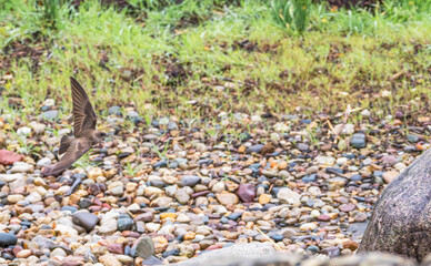 Rough-winged swallow in flight.