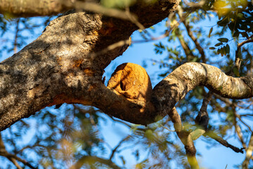 Special background with nature scenery, tree, flowers, flowers