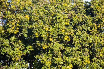 Special background with nature scenery, tree, flowers, flowers