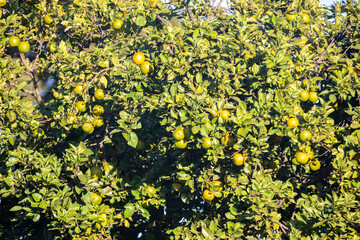 Special background with nature scenery, tree, flowers, flowers