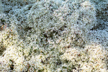 Special background with nature scenery, tree, flowers, flowers