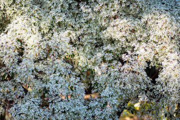 Special background with nature scenery, tree, flowers, flowers