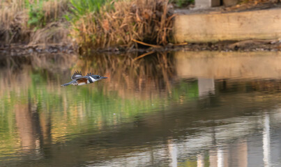 Obraz premium Belted kingfisher. 