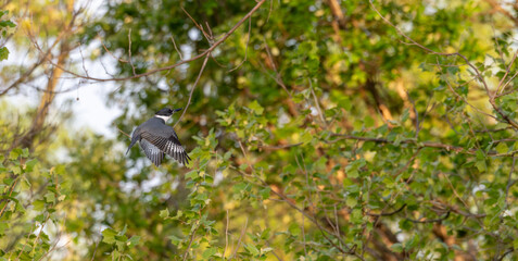 Belted kingfisher. 