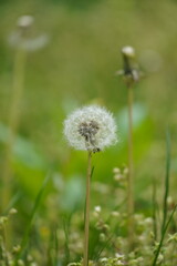 dandelion on green grass