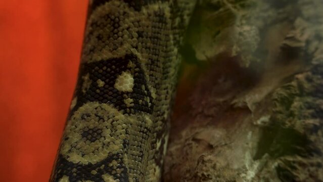 Close up of a python skin crawling on the branch of a tree