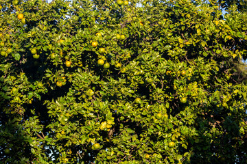 Special background with nature scenery, tree, flowers, flowers