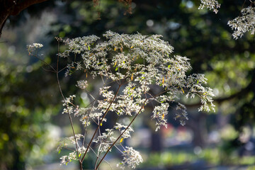 Special background with nature scenery, tree, flowers, flowers