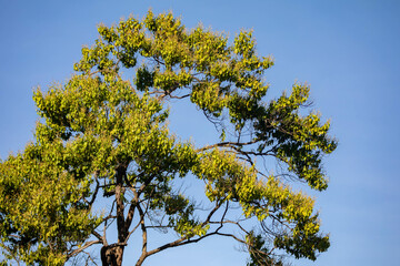 Special background with nature scenery, tree, flowers, flowers