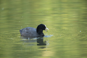 Eurasian Coot Fulica atra during the breeding season, on a traquil green reflected pond