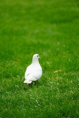 white dove on grass