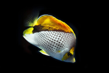 Rare and Expensive Marquesas butterflyfish (Chaetodon declivis) in marine aquarium trade