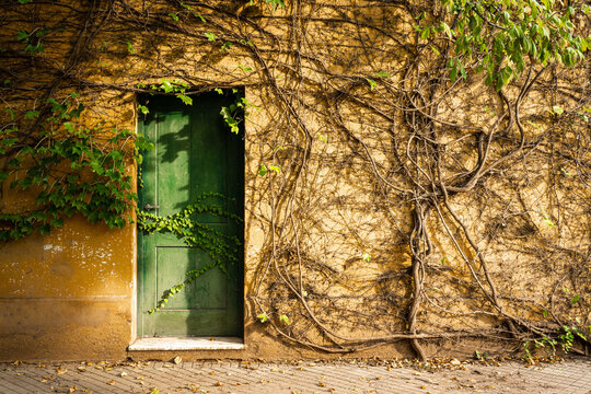 Puerta misteriosa rodeada de enredaderas y vegetaci&oacute;n. Puerta embrujada y m&aacute;gica