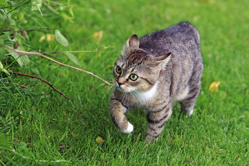 Eine kleine Katze läuft mit lustigen Blick durch den Garten