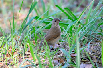 Orange thrush Turdus rufiventris ,  sabiá-laranjeira. A typical Brazilian bird with a harmonious...