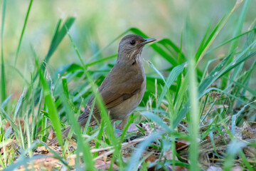 Orange thrush Turdus rufiventris ,  sabiá-laranjeira. A typical Brazilian bird with a harmonious and very beautiful song.