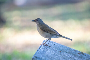 Orange thrush Turdus rufiventris ,  sabiá-laranjeira. A typical Brazilian bird with a harmonious...