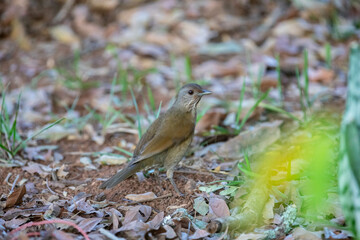 Orange thrush Turdus rufiventris ,  sabiá-laranjeira. A typical Brazilian bird with a harmonious and very beautiful song.