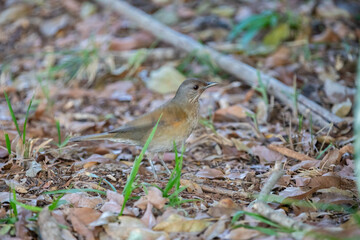 Orange thrush Turdus rufiventris ,  sabiá-laranjeira. A typical Brazilian bird with a harmonious and very beautiful song.