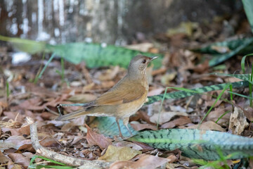Orange thrush Turdus rufiventris ,  sabiá-laranjeira. A typical Brazilian bird with a harmonious and very beautiful song.