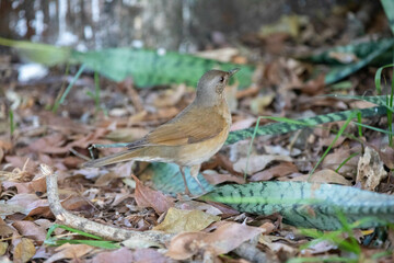 Obraz premium Orange thrush Turdus rufiventris , sabiá-laranjeira. A typical Brazilian bird with a harmonious and very beautiful song.
