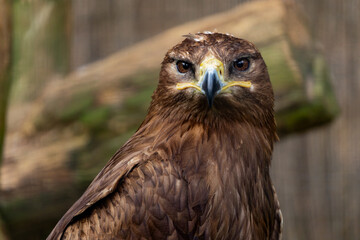 Steppe eagle, symbol of freedom, bird of prey