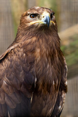 Fototapeta premium Steppe eagle, symbol of freedom, bird of prey