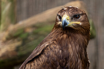Steppe eagle, symbol of freedom, bird of prey