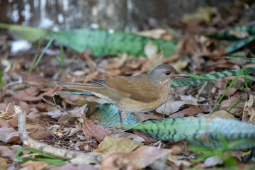Orange thrush Turdus rufiventris ,  sabiá-laranjeira. A typical Brazilian bird with a harmonious and very beautiful song.