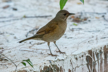 Orange thrush Turdus rufiventris ,  sabiá-laranjeira. A typical Brazilian bird with a harmonious and very beautiful song.