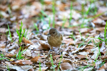 Orange thrush Turdus rufiventris ,  sabiá-laranjeira. A typical Brazilian bird with a harmonious and very beautiful song.