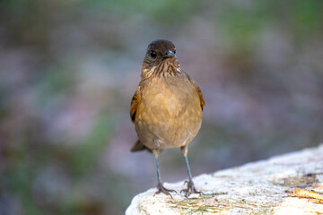 Orange thrush Turdus rufiventris ,  sabiá-laranjeira. A typical Brazilian bird with a harmonious and very beautiful song.