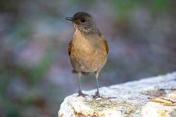 Orange thrush Turdus rufiventris ,  sabiá-laranjeira. A typical Brazilian bird with a harmonious and very beautiful song.