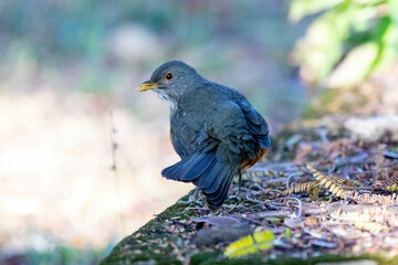 Orange thrush Turdus rufiventris ,  sabiá-laranjeira. A typical Brazilian bird with a harmonious and very beautiful song.