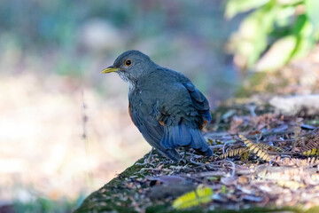 Orange thrush Turdus rufiventris ,  sabiá-laranjeira. A typical Brazilian bird with a harmonious and very beautiful song.