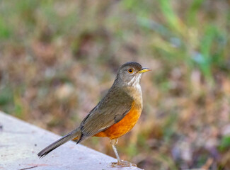Orange thrush Turdus rufiventris ,  sabiá-laranjeira. A typical Brazilian bird with a harmonious and very beautiful song.