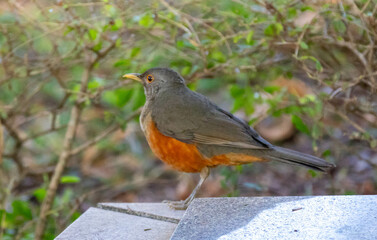 Orange thrush Turdus rufiventris ,  sabi&aacute;-laranjeira. A typical Brazilian bird with a harmonious and very beautiful song.