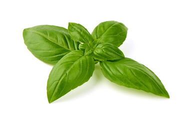 Fresh Green Basil Leaf, close-up, isolated on white background.