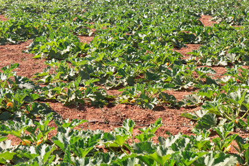  Field of green plants in a pumpkin garden