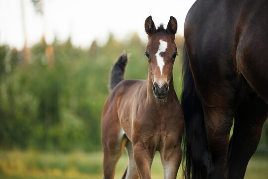 beautiful young foal portrait outdoors in summer