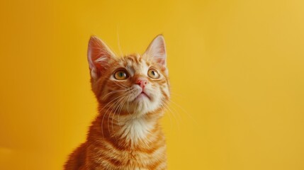 Fototapeta premium Munchkin cat in orange color looking around with yellow backdrop highlighting pets and domestic animals Close up of sitting cat observing surroundings