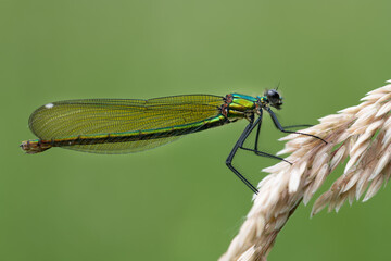 Close-up of a green damselfly sitting on a dry grass. The background is green. The structure of the...