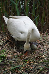 white swan in the grass incubating eggs