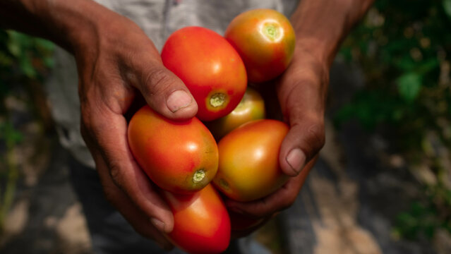 Agricultura en Honduras