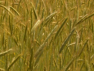 Kłosy żyta widoczne na wiejskim polu © tomo81