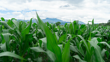 Agricultura en Honduras