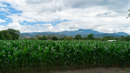 Agricultura en Honduras